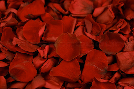 Pétales de Rose |  Histoires luxuriantes