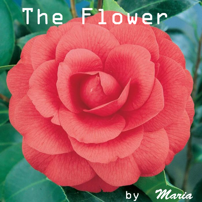La fleur |  Histoires luxuriantes