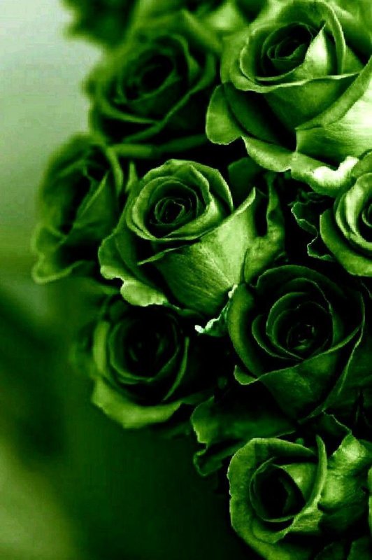 Vert |  Histoires luxuriantes