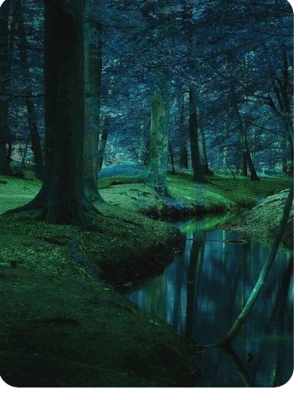 It's Mine - Chapitre 3 - Une surprise dans les bois