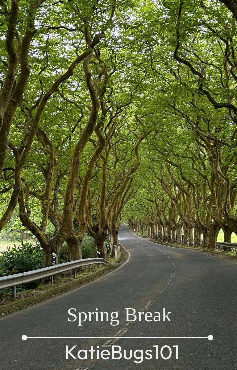 Spring Break - Partie 1